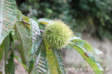 まだ青い栗
