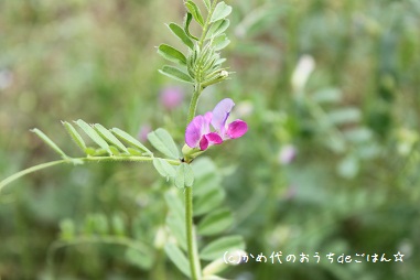 お花
