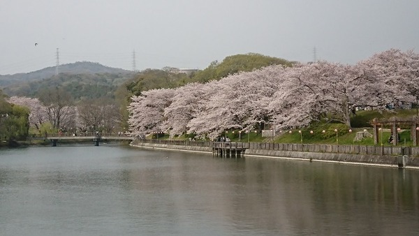 倉敷の桜２