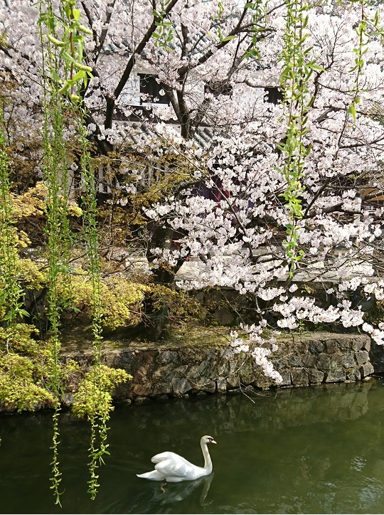 倉敷の桜１